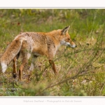 renard_2017_04_30_001-border