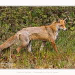 renard_2017_04_30_002-border