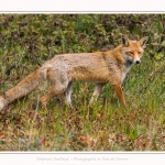 renard_2017_04_30_005-border