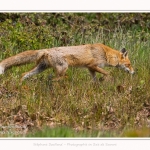 renard_2017_04_30_009-border