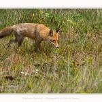 renard_2017_04_30_010-border