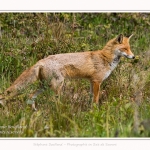 renard_2017_04_30_012-border