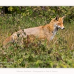 renard_2017_04_30_018-border