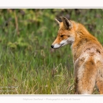 renard_2017_04_30_019-border