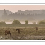 Chevaux Henson dans la brume matinale