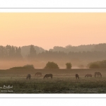 Chevaux Henson dans la brume matinale