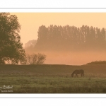Chevaux Henson dans la brume matinale