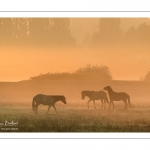 Chevaux Henson dans la brume matinale