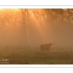 Chevaux Henson dans la brume matinale