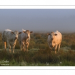 vaches charolaises dans la brume matinale