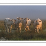 vaches charolaises dans la brume matinale
