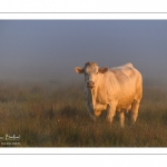 vaches charolaises dans la brume matinale