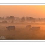 vaches charolaises en pâture dans les renclôtures