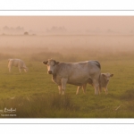 vaches charolaises en pâture dans les renclôtures