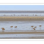 Barge à queue noire (Limosa limosa - Black-tailed Godwit)