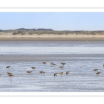 Barge à queue noire (Limosa limosa - Black-tailed Godwit)