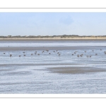 Barge à queue noire (Limosa limosa - Black-tailed Godwit)