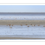 Barge à queue noire (Limosa limosa - Black-tailed Godwit)