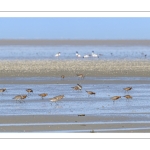 Barge à queue noire (Limosa limosa - Black-tailed Godwit)