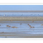 Barge à queue noire (Limosa limosa - Black-tailed Godwit)