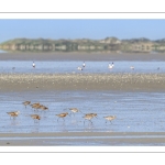 Barge à queue noire (Limosa limosa - Black-tailed Godwit)