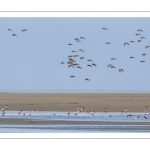 Barge à queue noire (Limosa limosa - Black-tailed Godwit)