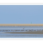 Barge à queue noire (Limosa limosa - Black-tailed Godwit)