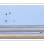 Barge à queue noire (Limosa limosa - Black-tailed Godwit)