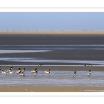 Tadorne de Belon (Tadorna tadorna - Common Shelduck)