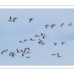 Tadorne de Belon (Tadorna tadorna - Common Shelduck)