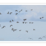 Tadorne de Belon (Tadorna tadorna - Common Shelduck)