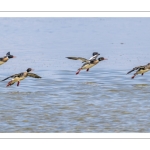 Harle huppé (Mergus serrator - Red-breasted Merganser)