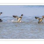 Harle huppé (Mergus serrator - Red-breasted Merganser)