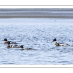Harle huppé (Mergus serrator - Red-breasted Merganser)