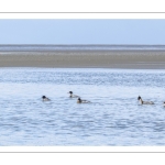 Harle huppé (Mergus serrator - Red-breasted Merganser)