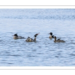 Harle huppé (Mergus serrator - Red-breasted Merganser)