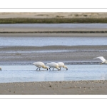Spatule blanche (Platalea leucorodia - Eurasian Spoonbill)