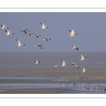 Vol de Tadornes de Belon (Tadorna tadorna - Common Shelduck)
