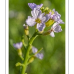 Roquette de mer (Cakile maritima)