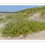 Roquette de mer (Cakile maritima), aussi appelée Cakilier maritime ou Tétine de souris