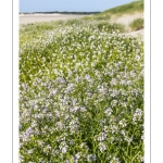 Roquette de mer (Cakile maritima), aussi appelée Cakilier maritime ou Tétine de souris