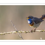 Gorgebleue à miroir (Luscinia svecica - Bluethroat)