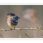Gorgebleue à miroir (Luscinia svecica - Bluethroat)
