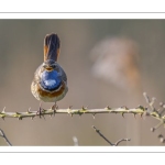 Gorgebleue à miroir (Luscinia svecica - Bluethroat)