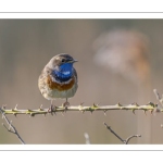 Gorgebleue à miroir (Luscinia svecica - Bluethroat)