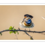 Gorgebleue à miroir (Luscinia svecica - Bluethroat)