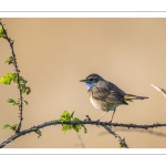Gorgebleue à miroir (Luscinia svecica - Bluethroat)