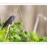 Gorgebleue à miroir (Luscinia svecica - Bluethroat)