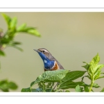 Gorgebleue à miroir (Luscinia svecica - Bluethroat)
