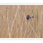 Gorgebleue à miroir (Luscinia svecica - Bluethroat)